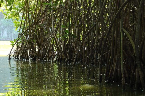 Puerto Escondido: Day Trip to Chacahua National Park - Tips for the Trip