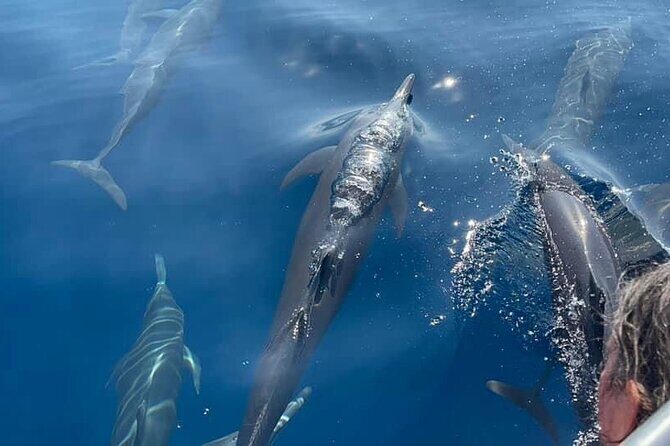 Puerto Escondido Dolphin and Whale Watching Adventure - In-Depth: The Itinerary Breakdown