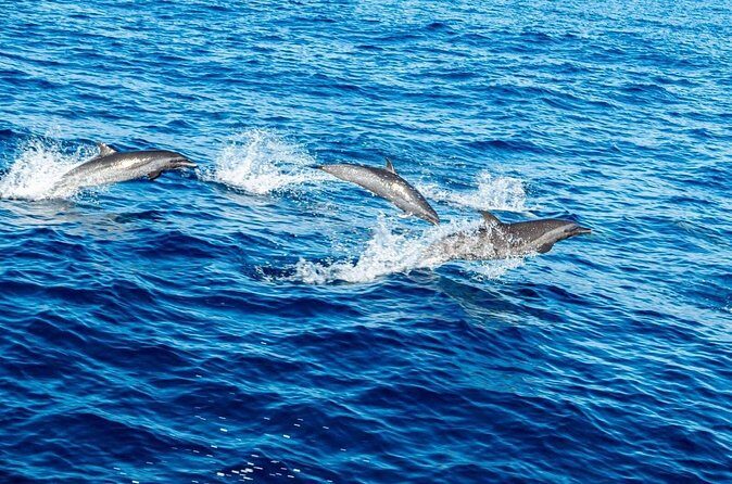 Puerto Escondido Dolphin and Whale Watching Adventure - FAQs