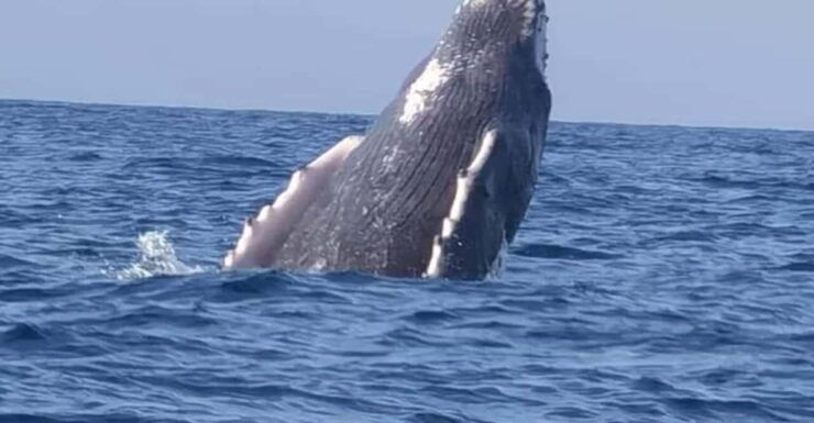 Puerto Escondido: Dolphin and Whale Watching - Good To Know