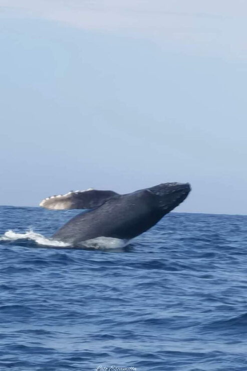 Puerto Escondido: Dolphin and Whale Watching - Booking Information