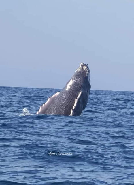 Puerto Escondido: Dolphin and Whale Watching - Experience Highlights