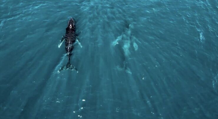 Puerto Escondido: Dolphin Watching - Booking Details
