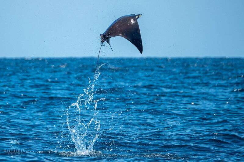 Puerto Escondido: Family Private Boat Tour - Good To Know