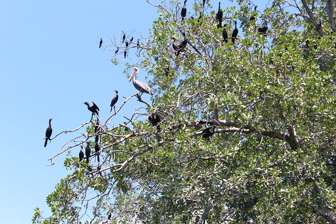 Puerto Escondido: Manialtepec Lagoon by Kayak - Expectations and Requirements