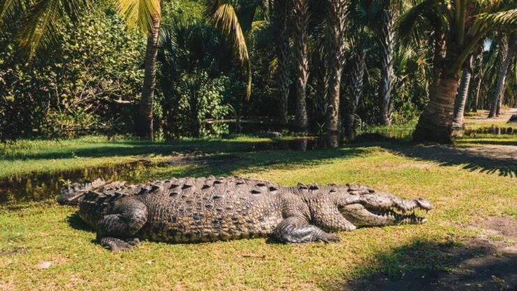 Puerto Escondido: Oaxaca Coast Wildlife Ecotour - Tour Details