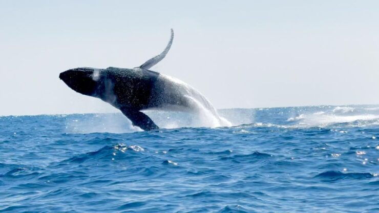 Puerto Escondido: Sunrise and Dolphin Watching Tour - Tour Duration and Language Options