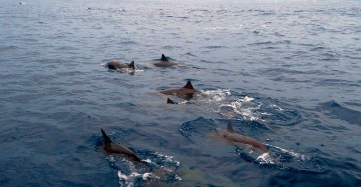 Puerto Escondido: Sunrise and Dolphin Watching Tour - Pickup Details and Restrictions