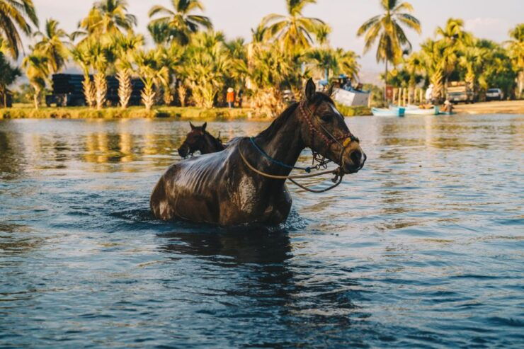 Puerto Escondido: Sunset Horse Ride - Activity Details