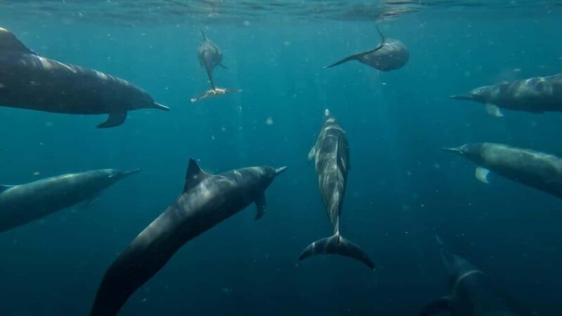 Puerto Escondido: The Best Adventure for Dolphin Watching - Good To Know