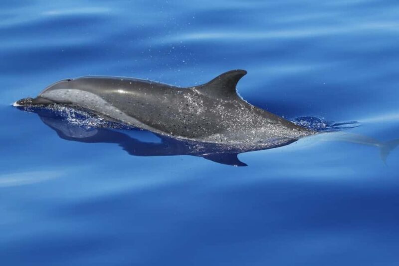 Puerto Escondido: The Best Adventure for Dolphin Watching - Authentic Experiences and Honest Feedback