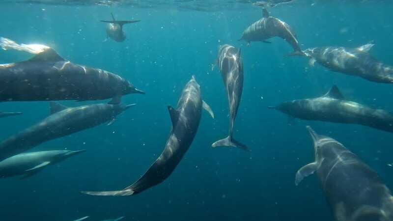 Puerto Escondido: The Best Adventure for Dolphin Watching - Who Will Love This Tour?