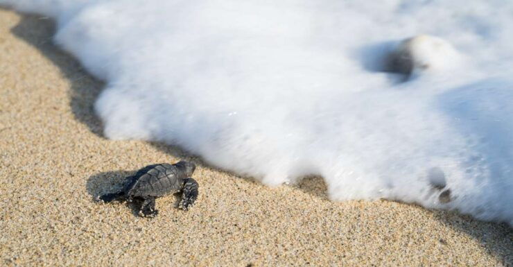 Puerto Escondido: Turtle Release Experience - Experience