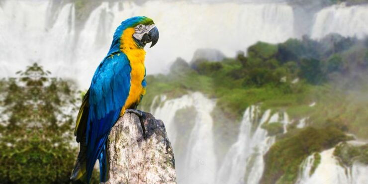 Puerto Iguazu: Iguaza Falls Brazilian Side & Bird Park Tour - Good To Know