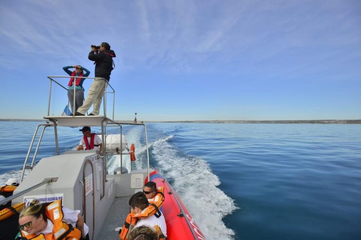 Puerto Madryn: Dolphin Encounter - Good To Know