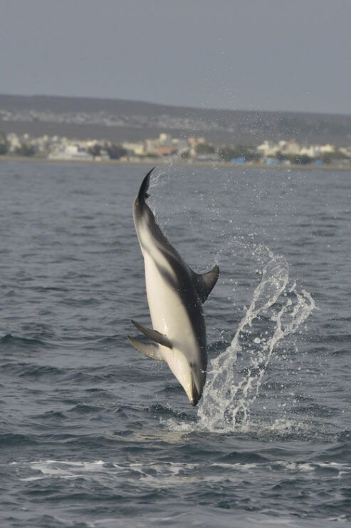 Puerto Madryn: Dolphin Encounter - Itinerary Details