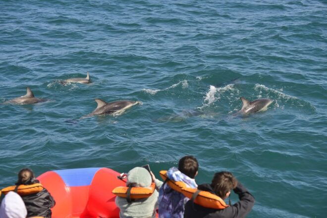 Puerto Madryn: Dolphin Encounter - Wildlife Encounter