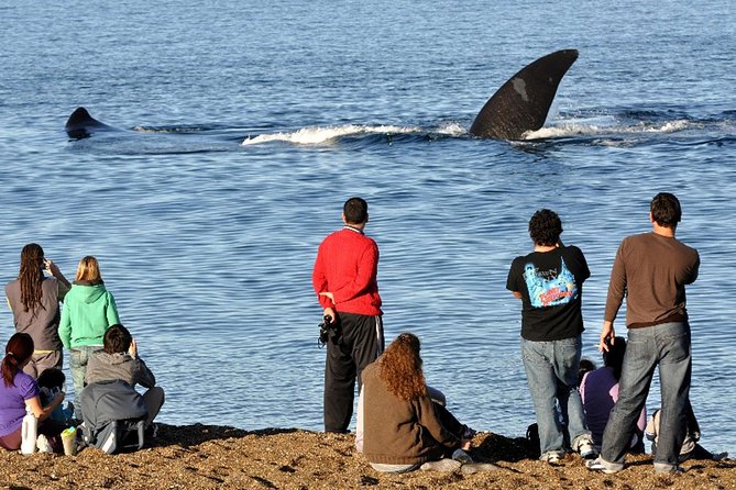 Puerto Madryn: Doradillo Beach Whale Watching Experience - Good To Know
