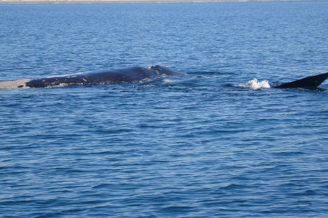 Puerto Madryn: Doradillo Beach Whale Watching Experience - Location and Logistics