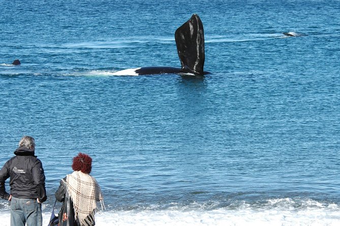 Puerto Madryn: Doradillo Beach Whale Watching Experience - Customer Reviews