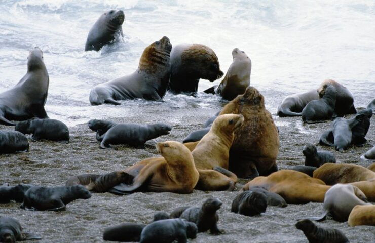 Puerto Madryn: Excursion to Peninsula Valdes Classic - Activity Details