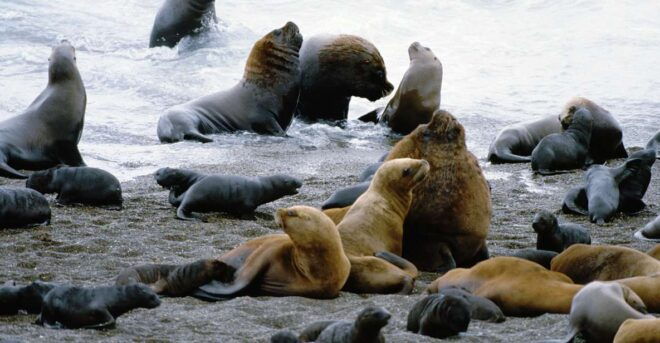 Puerto Madryn: Excursion to Peninsula Valdes Classic - Customer Reviews