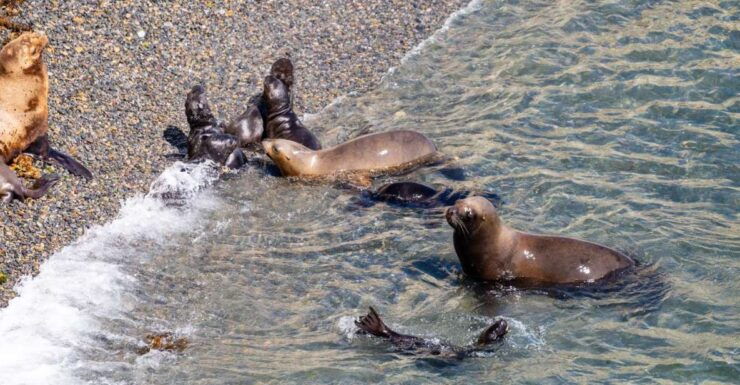 Puerto Madryn: Punta Loma Excursion for Cruise Passengers - Booking Details