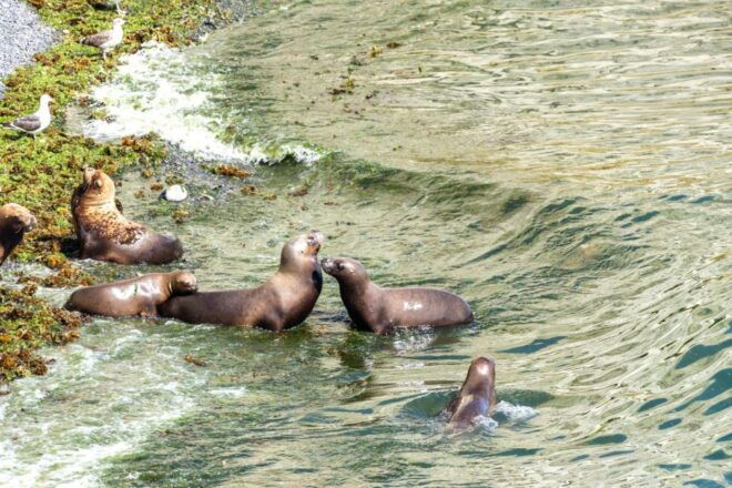 Puerto Madryn: Punta Loma Excursion for Cruise Passengers - Starting Location Details