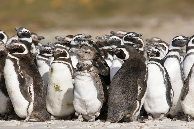 Puerto Madryn Shore Excursion: Private Day Trip to Punta Tombo Penguin Colony - Tour Pricing and Booking Details