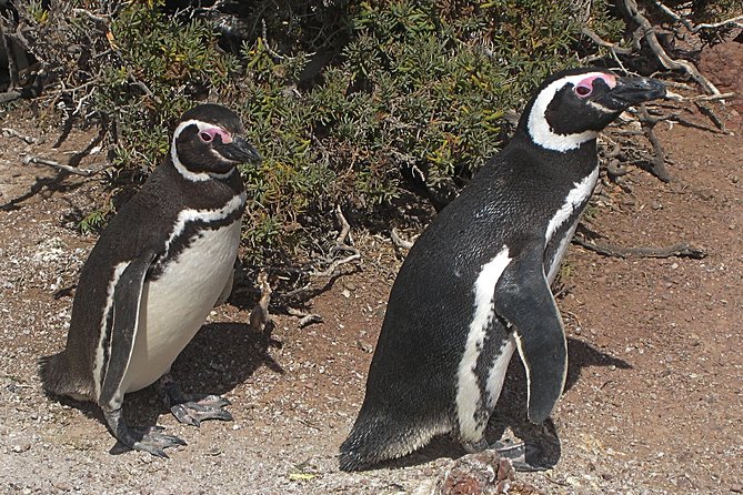 Puerto Madryn Shore Excursion: Private Day Trip to Punta Tombo Penguin Colony - Tour Overview and Highlights