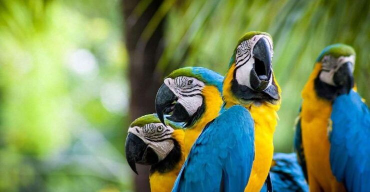 Puerto Maldonado: 2-day Tambopata National Reserve Tour - Tour Details