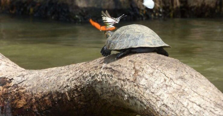 Puerto Maldonado: 4 Days Kayak Tour - Tour Highlights and Activities