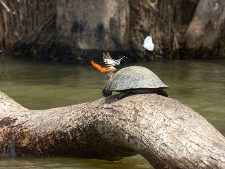 Puerto Maldonado: 4 Days Kayak Tour - Inclusions and Booking Information