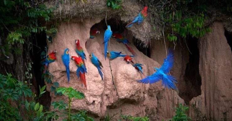 Puerto Maldonado: Adventure-Tambopata & Sandoval Lake 4D/3N - Booking Information
