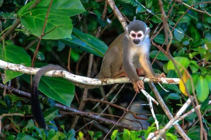 Puerto Maldonado: Kayak and Zip Line Adventure Monkey Isla - Activity Overview