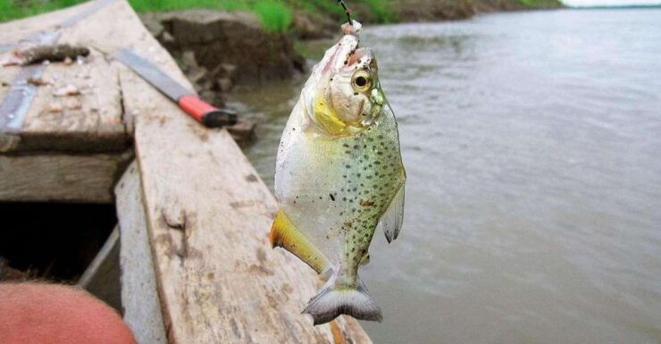 Puerto Maldonado Parrot Sighting and Piranha Fishing - Activity Details