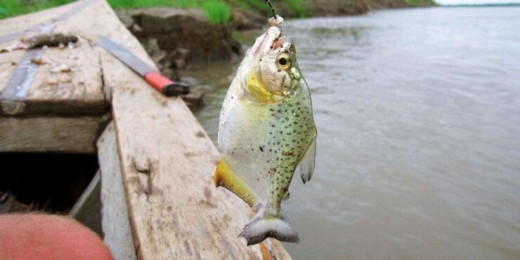 Puerto Maldonado Parrot Sighting and Piranha Fishing - Experience Highlights