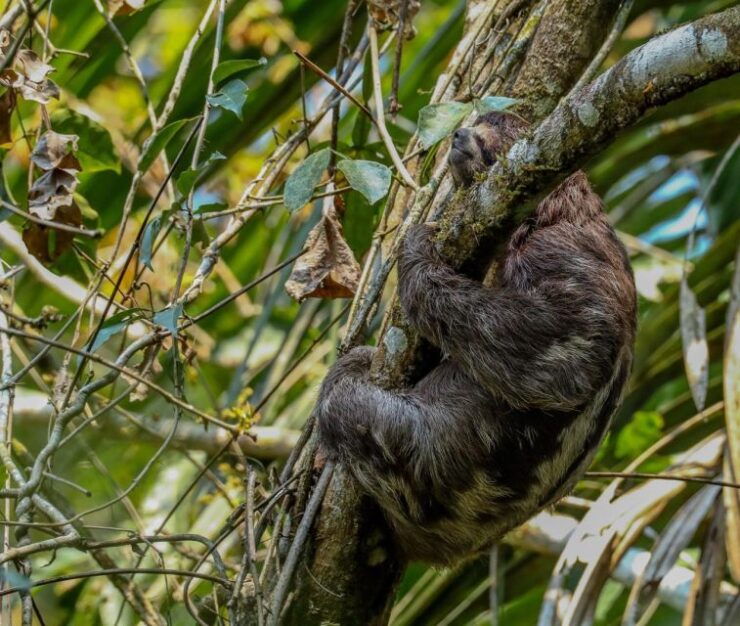 Puerto Maldonado: Sandoval Lake Full-Day Trip With Canoeing - Experience Highlights