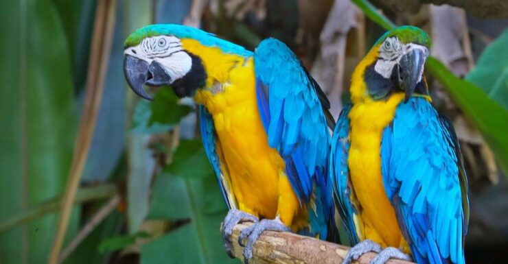 Puerto Maldonado: Tambopata National Reserve 4-Days - Itinerary Highlights