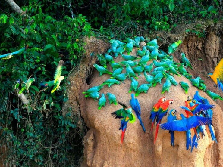 Puerto Maldonado: Tour to the Tambopata Clay Licks - 6 Days - Itinerary Details