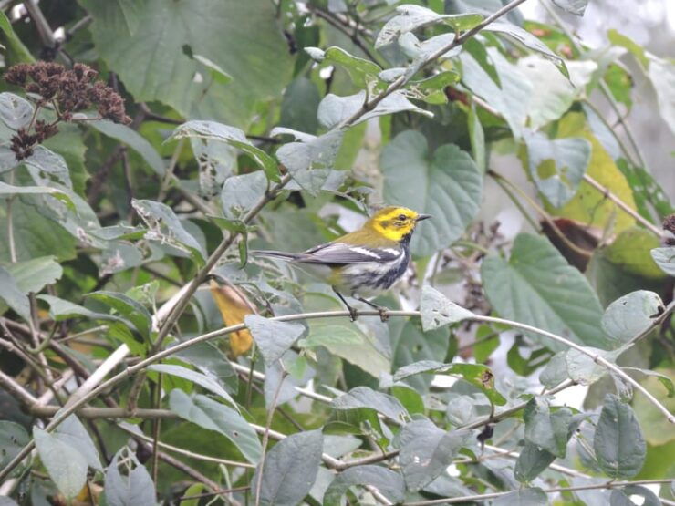 Puerto Morelos: Birdwatching Hike With Coffee and Snacks - Good To Know