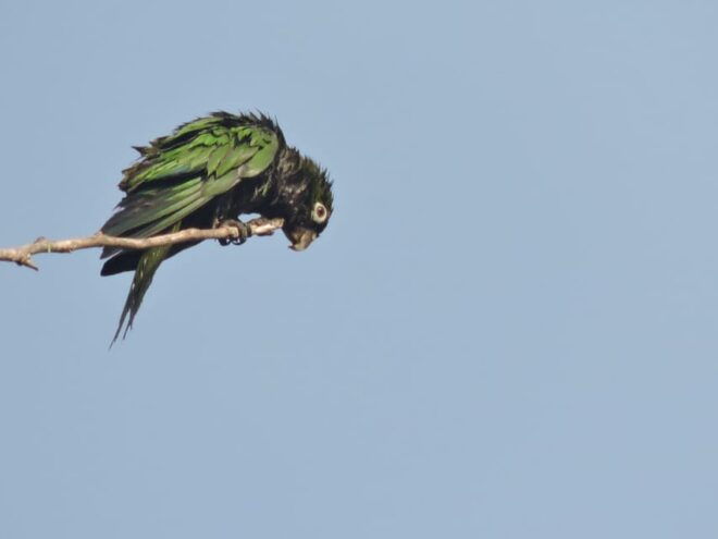 Puerto Morelos: Birdwatching Hike With Coffee and Snacks - Inclusions