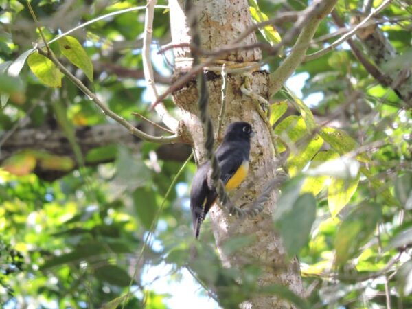 Puerto Morelos: Birdwatching Hike With Coffee and Snacks - Additional Information