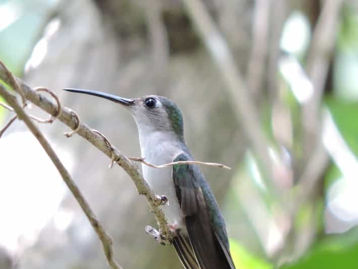 Puerto Morelos: Birdwatching Hike With Coffee and Snacks - Experience Highlights