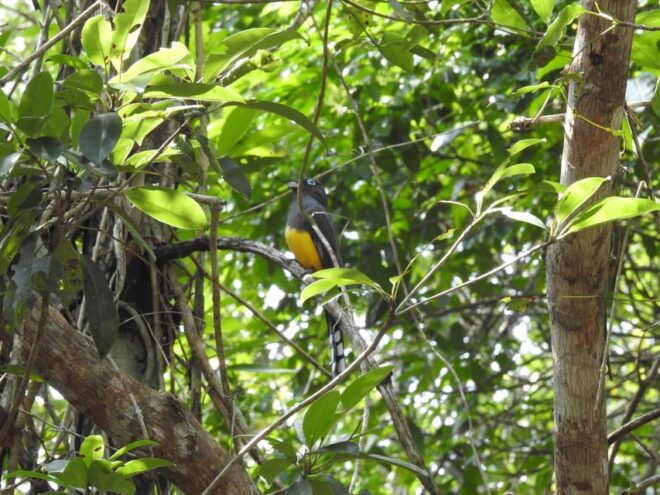 Puerto Morelos: Birdwatching Hike With Coffee and Snacks - Inclusions