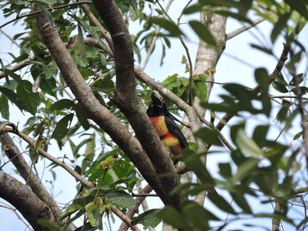 Puerto Morelos: Birdwatching Hike With Coffee and Snacks - What to Bring