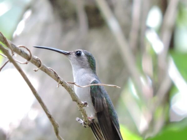 Puerto Morelos: Birdwatching Hike With Coffee and Snacks - Additional Information