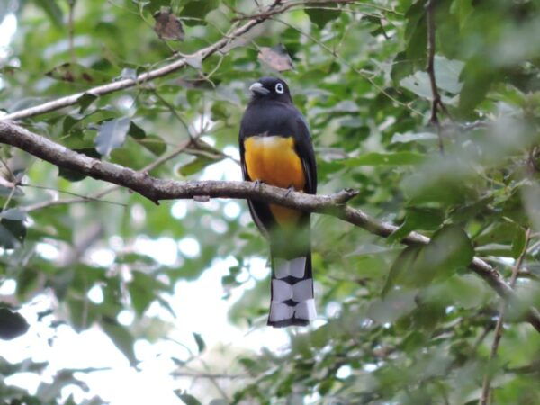 Puerto Morelos: Birdwatching Hike With Coffee and Snacks - Frequently Asked Questions
