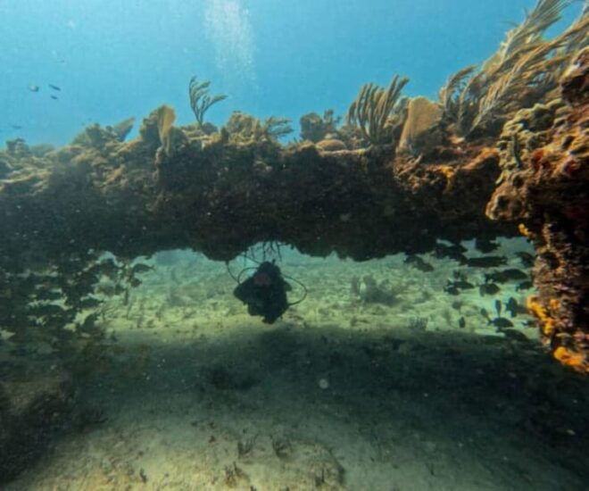 Puerto Morelos: C-56 Shipwreck & Reef Exploration - Wreck Exploration