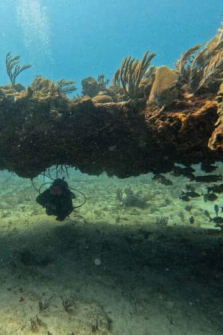 Puerto Morelos: C-56 Shipwreck & Reef Exploration - Certification Requirements